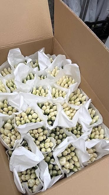 фуксию: Всем привет 👋 продаю Тюльпаны 🌷 упакуем как на фото и доставим — 4