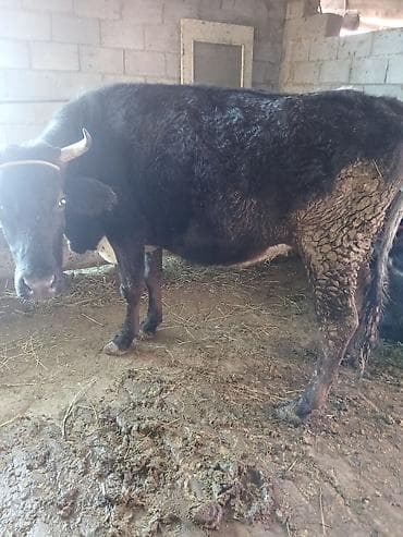 коров: Продаю | Корова (самка) | Алатауская | Для разведения, Для молока | Стельные — 1