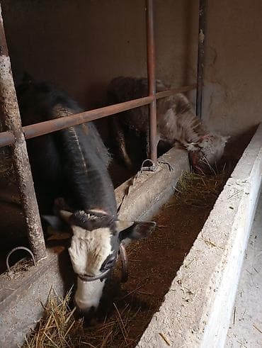 тайган ит ош: Сатам | Бука (эркек) | Бордоп семиртүү үчүн | Жасалма уруктандырылган, Байланган — 3