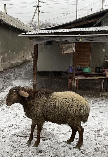 ыссык куле: Сатам | Ургаачы кой (ургаачы), Кочкор (эркек) — 5