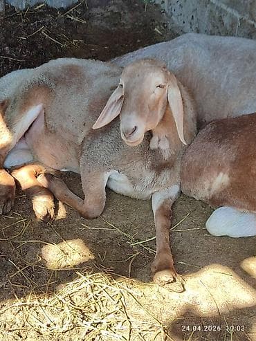 кошка тайская: Продаю | Овца (самка) | Для разведения | Ярка — 2