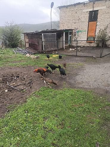 хара: Сатам | Короздор | Тебиштирүүчү | Көбөйтүү үчүн — 1