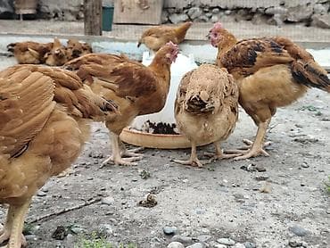 Животные: Продаю | Куры | Несушки — 4