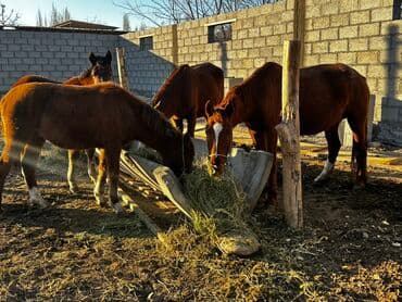 продажа овец: Продаю | Кобыла (самка), Конь (самец), Жеребец | Для разведения — 4