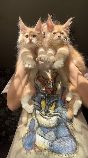 куплю хомяка с клеткой: Эксклюзивная мощные котята Мейн Куны полидакты с полным пакетом — 3