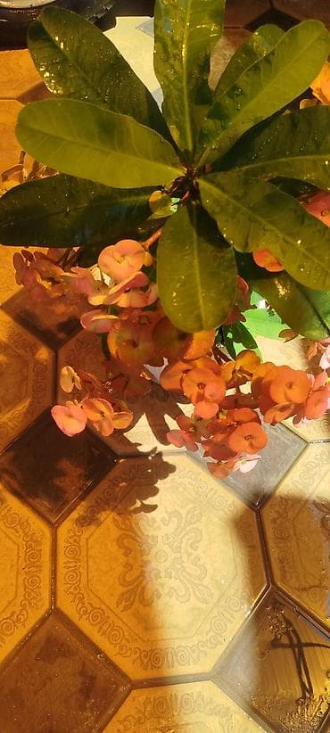 Молочай Миля (Euphorbia milii) в горшке - Компактный куст с — 2