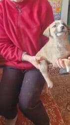 собака питбуль: 1 месяц, Самец, С прививкой — 13