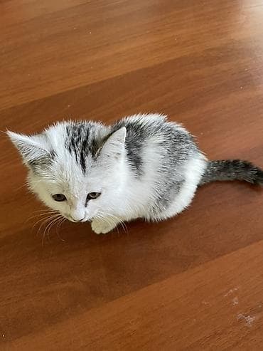 коша: Котёнок, короткошёрстный, окрас белый с серыми пятнами и тёмным узором — 3
