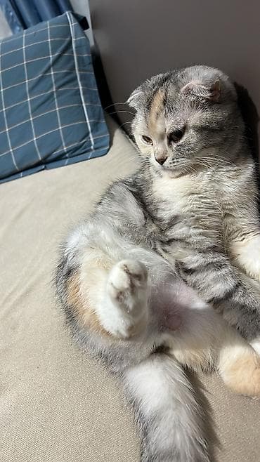 Мышыктар: Шотландская вислоухая кошка (Scottish Fold) - Окрас: серебристый — 4