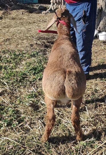 собака бульдок: Продаю | Ягненок, Баран (самец) | Гиссарская, Арашан | Для разведения — 6