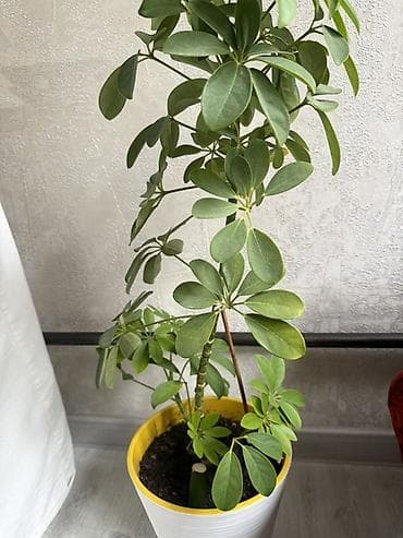 Комнатные растения: Шеффлера (Schefflera arboricola) в горшке. - Компактное вечнозелёное — 2