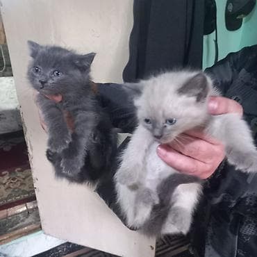 Котята в добрые руки! Малышам почти 2 месяца, едят корм, ходят в