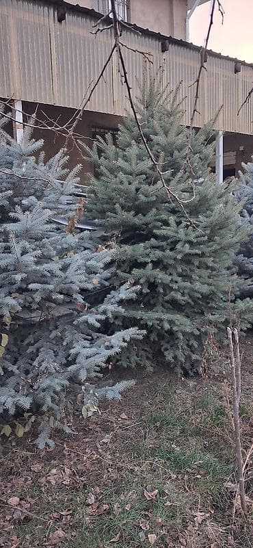 Барбекю: Саженцы деревьев: Ели — 2