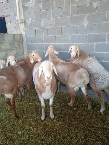 ак коён: Сатам | Кочкор (эркек) | Союуга | Асыл тукумдуу — 3