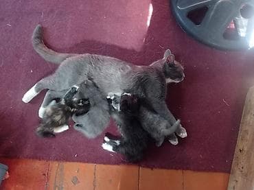 Очаровательные котята от домашней кошки - Помёт из нескольких — 4