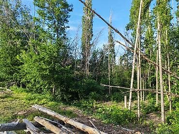 кукурузные пачатки: Дрова Тополь — 4