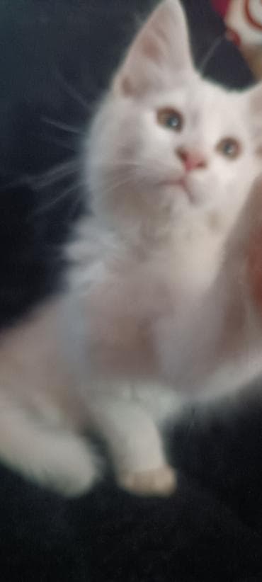 бишкек кошка: Мейнкуны ♥️♥️♥️ Продаётся Чистокровный, Эксклюзивный котик Мейн-Кун🥰 — 7
