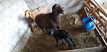 щотланская кошка: Продаю | Овца (самка), Ягненок — 6