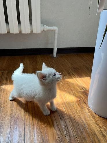 переноска для кошек: 1 месяц, Девочка, Белый — 4