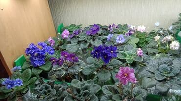 купить луковицы тюльпана: 🌱🌺🌱 Продаю сортовые ДЕТКИ стандартных фиалок🌱🌺🌱. Цены от 80-150 сом — 30