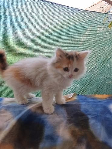 Продажа кошек: Котёнок домашний, пушистый, длинношёрстный. Окрас трёхцветный (белый с — 4