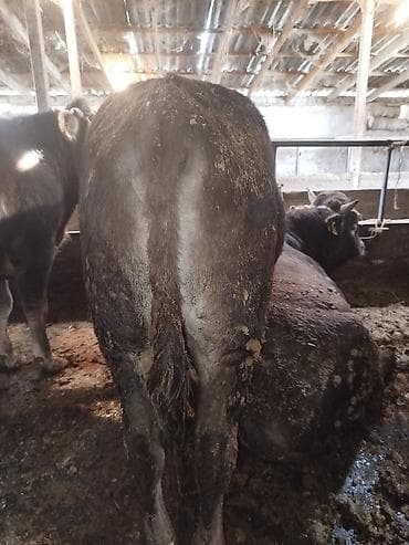 ящик для документов: Продаю | Бык (самец) | На откорм | Привязанные — 5