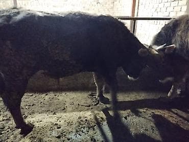 С/х животные и товары: Продаю | Бык (самец) | На откорм | Племенные — 4