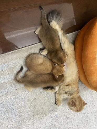 Скотиш Фолд (Шотландская вислоухая), 1 месяц, Девочка, Золотая шиншилла, Приучена к лотку, С документами