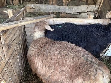 кошки купить бишкек: Продаю | Овца (самка) | Арашан | Для разведения | Матка — 1