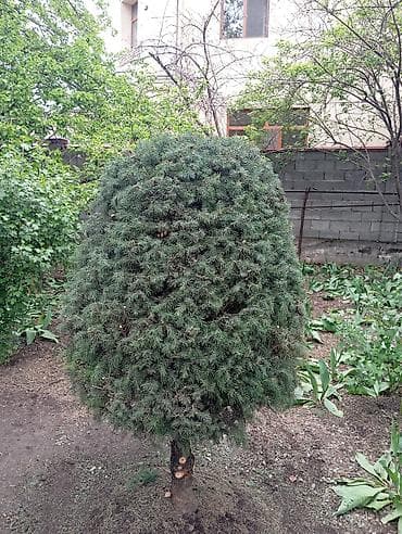 саженцы елки: Декор для дома и сада — 2