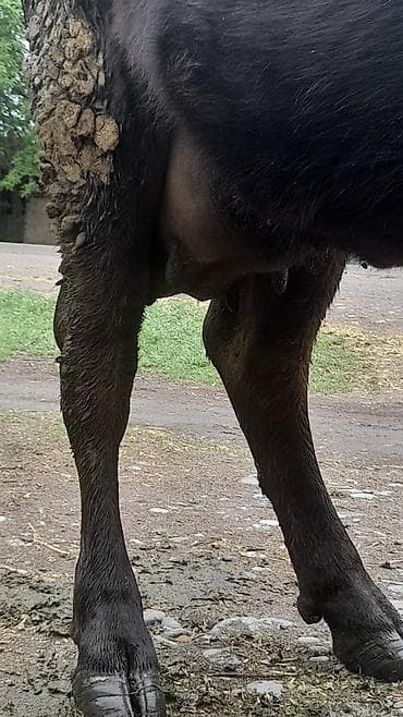 коровы молоко: Продаю | Корова (самка) | Для молока | Привязанные — 4