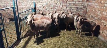 автоматический шприц для животных: Продаю | Овца (самка), Ягненок | Арашан | Для разведения | Матка — 3