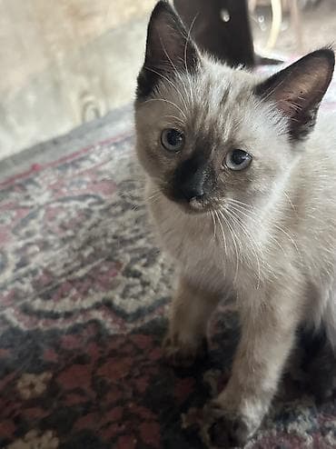Отдаю даром котят — 7