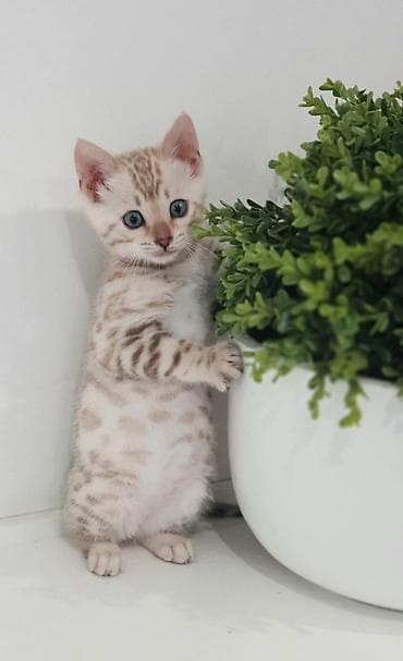 рыбки аквариум: Бенгальский последний котенок 1,5 месяца девочка окраса снежный — 1