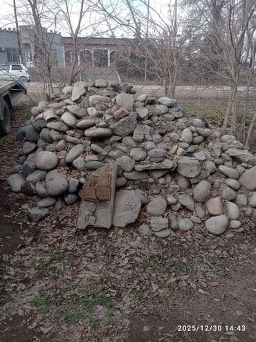 - Окрас: серо-белая «соль с перцем», светлая мордочка и уши