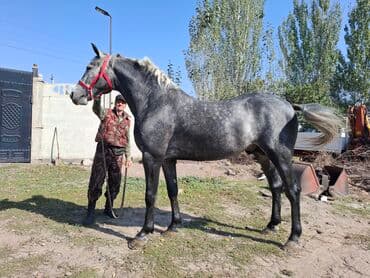 Продаю | Конь (самец) | Для разведения | Племенные