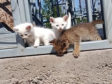 кошка котёнок: Отдам котят даром (возраст 2 месяца), село Байтик есть доставка но — 4