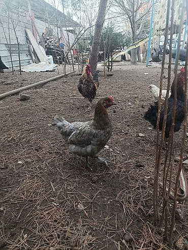 Аквариумдар: Сатам | Тооктор, Короздор, Балапандар | Союуга, Көбөйтүү үчүн, Жумуртка туудуруу үчүн — 6