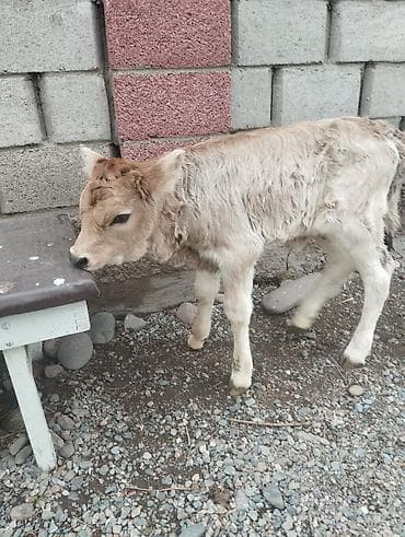 Продаю | Музоо, торпок | На откорм | Искусственник