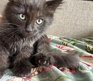 кошки серые: Отдам котят в добрые руки 
2 мальчика и одна девочка ( серая девочка) — 1
