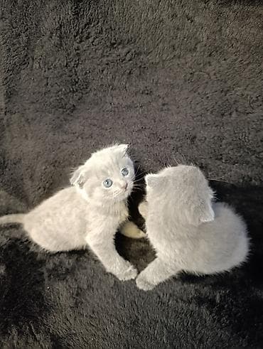 поводок для собаки: Британская короткошёрстная, 1 месяц, Девочка, Голубой — 4