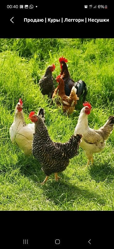 А/ч жаныбарларын сатам: Сатам | Тооктор | Леггорн | Жумуртка туудуруу үчүн — 1