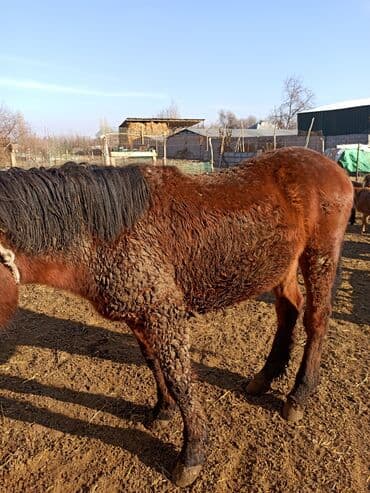 собака долматинец: Продаю | Конь (самец) | Рабочий | Племенные — 3