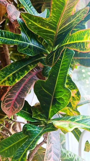 Бөлмө өсүмдүктөрү: Кротон (Codiaeum variegatum) в кадке — декоративное дерево с яркой — 3