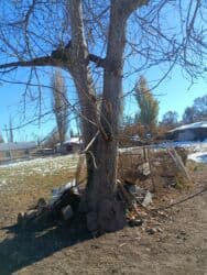 я ищу бу мебель: Ствол ореха — 2