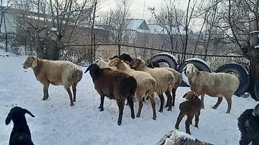 скупка животных: Продаю | Овца (самка) | Полукровка | Для разведения | Племенные — 7