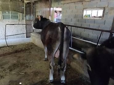 арабский конь: Продаю | Бык (самец) | На откорм | Привязанные — 5