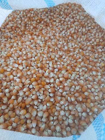 зерно кукурузы: Кукуруза (зерно) в мешках попкорм - Зерно желтых сортов, однородная — 4