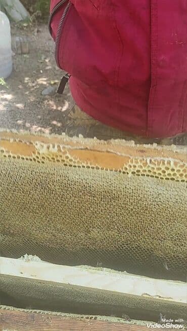 продаю мёд: Свежий Токтогульский мед,100℅чистый 1л-750сом 1бачок-15000т. тел — 8