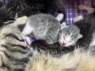 d cat: Котята - Возраст: совсем малыши (на фото видно, что еще недавно — 1